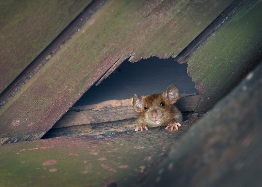 mice exterminator near me
