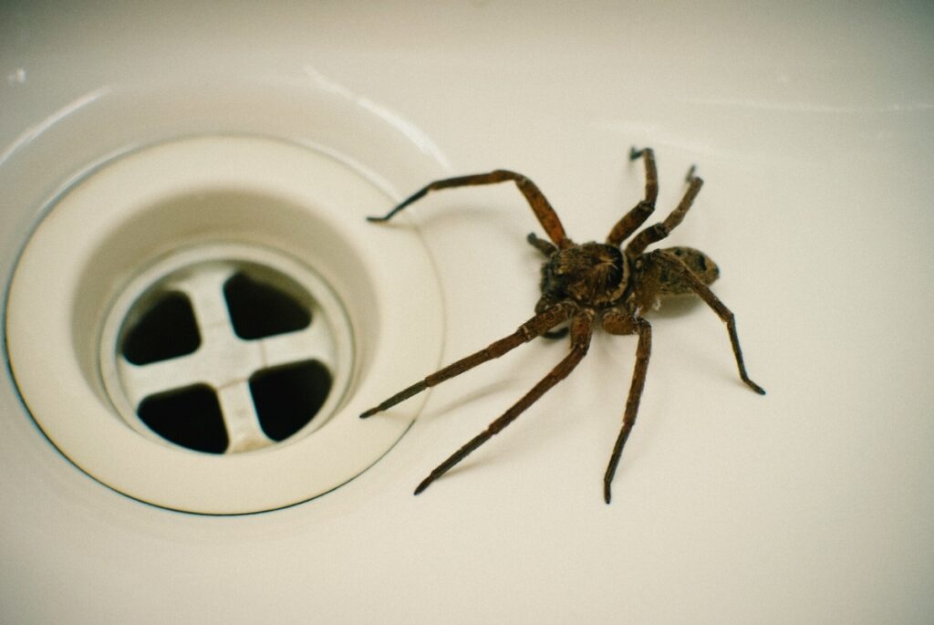 spider exterminator mckinney tx