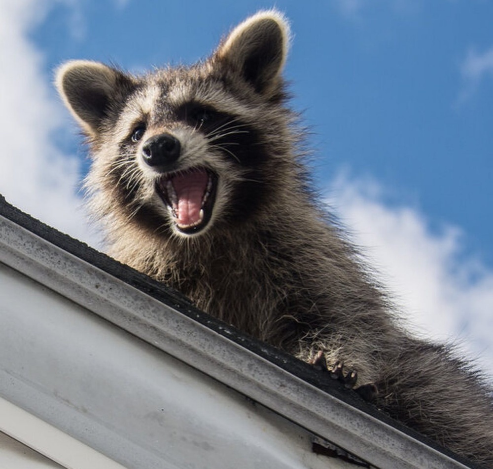 animal control services near me