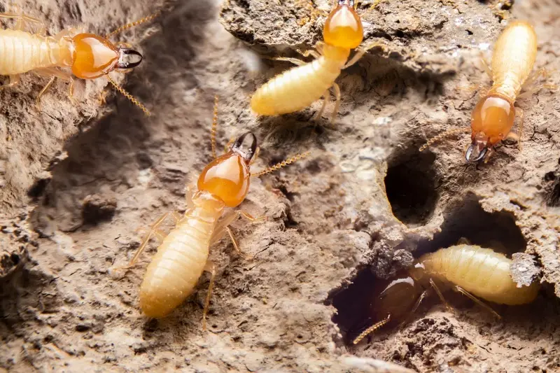 termite treatment services near me